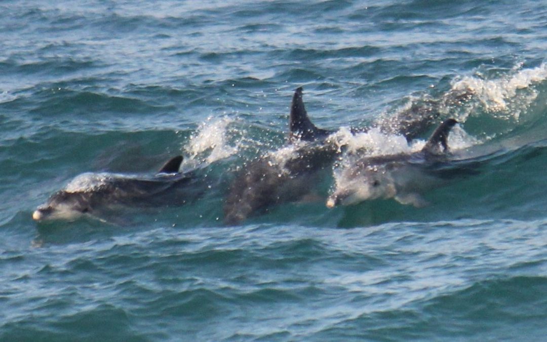 Whale & Dolphin